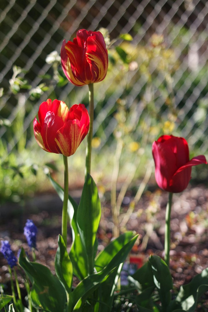 Tulipány - ilustračné foto